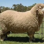 Mutton Merino