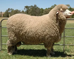 Mutton Merino