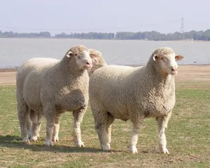 Vleis Merino